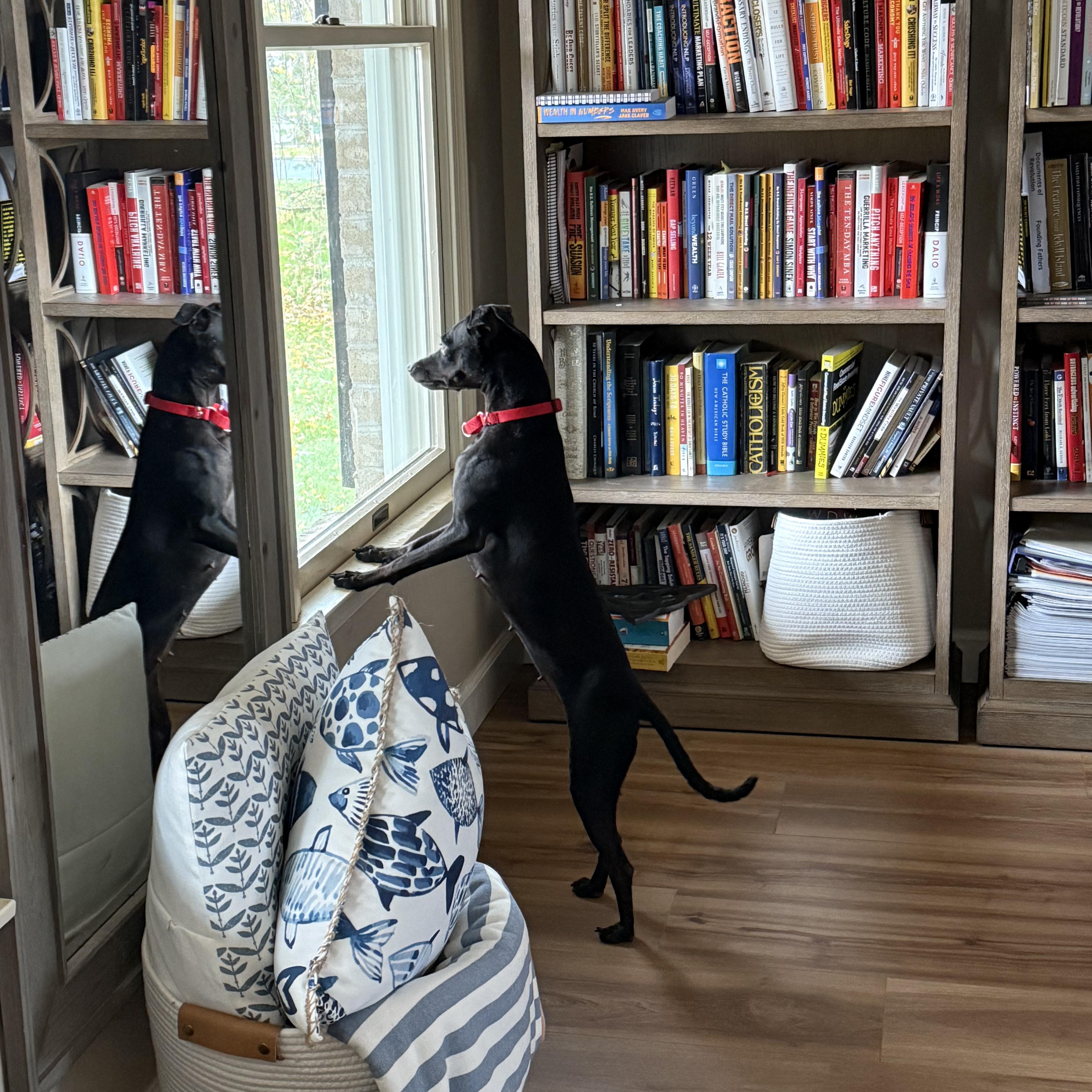 Luci, a Adoptable mixed breed in Bethlehem, PA image 5/6