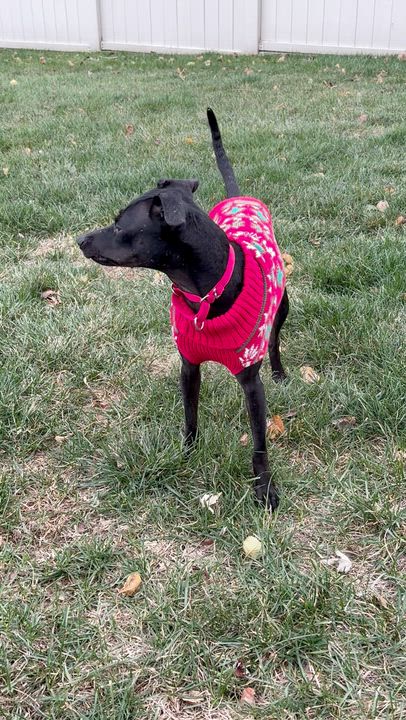 Enlarge Luci, a Adoptable mixed breed in Bethlehem, PA video 6/6