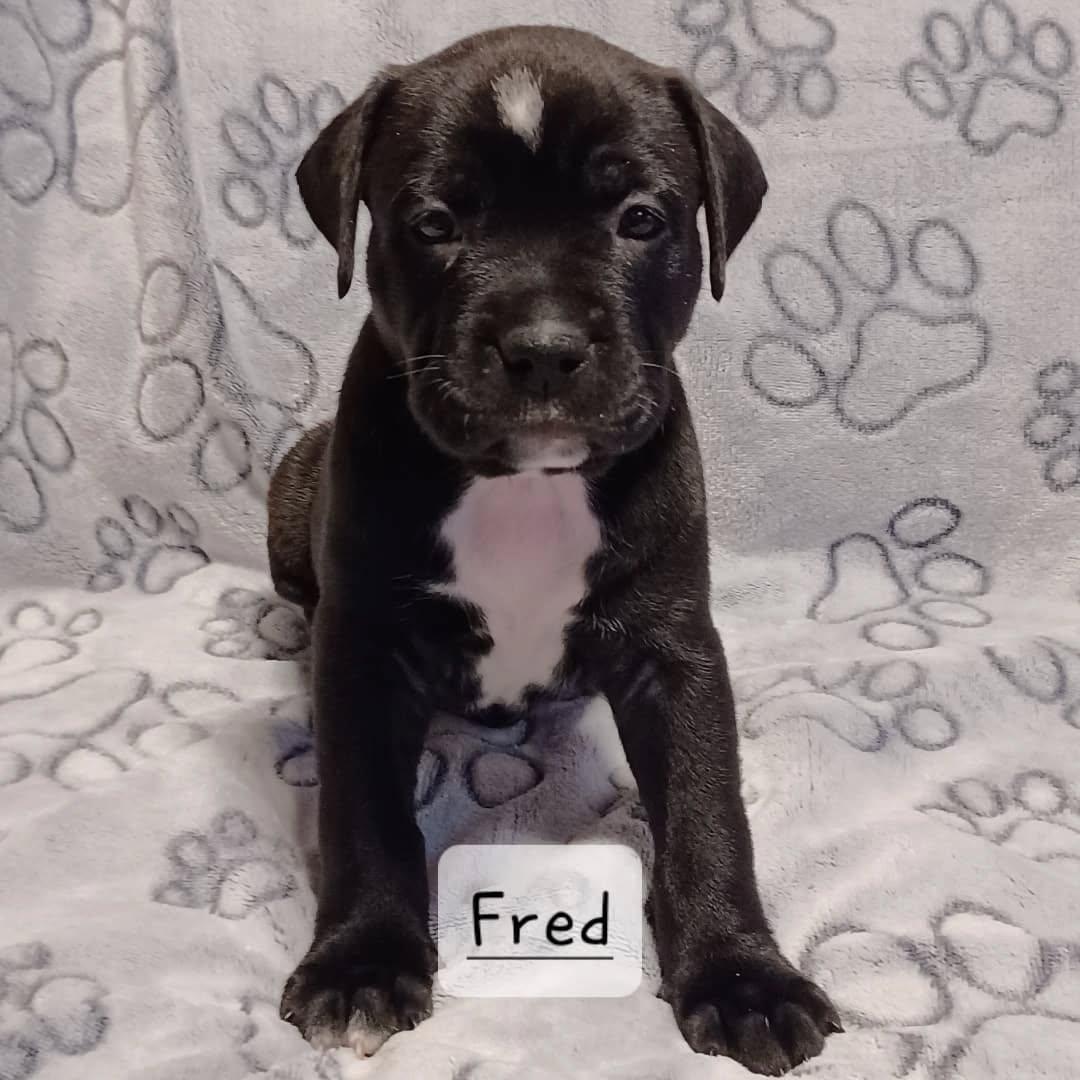 Enlarge Fred, a Adopted mixed breed in Indianapolis, IN image 1/1