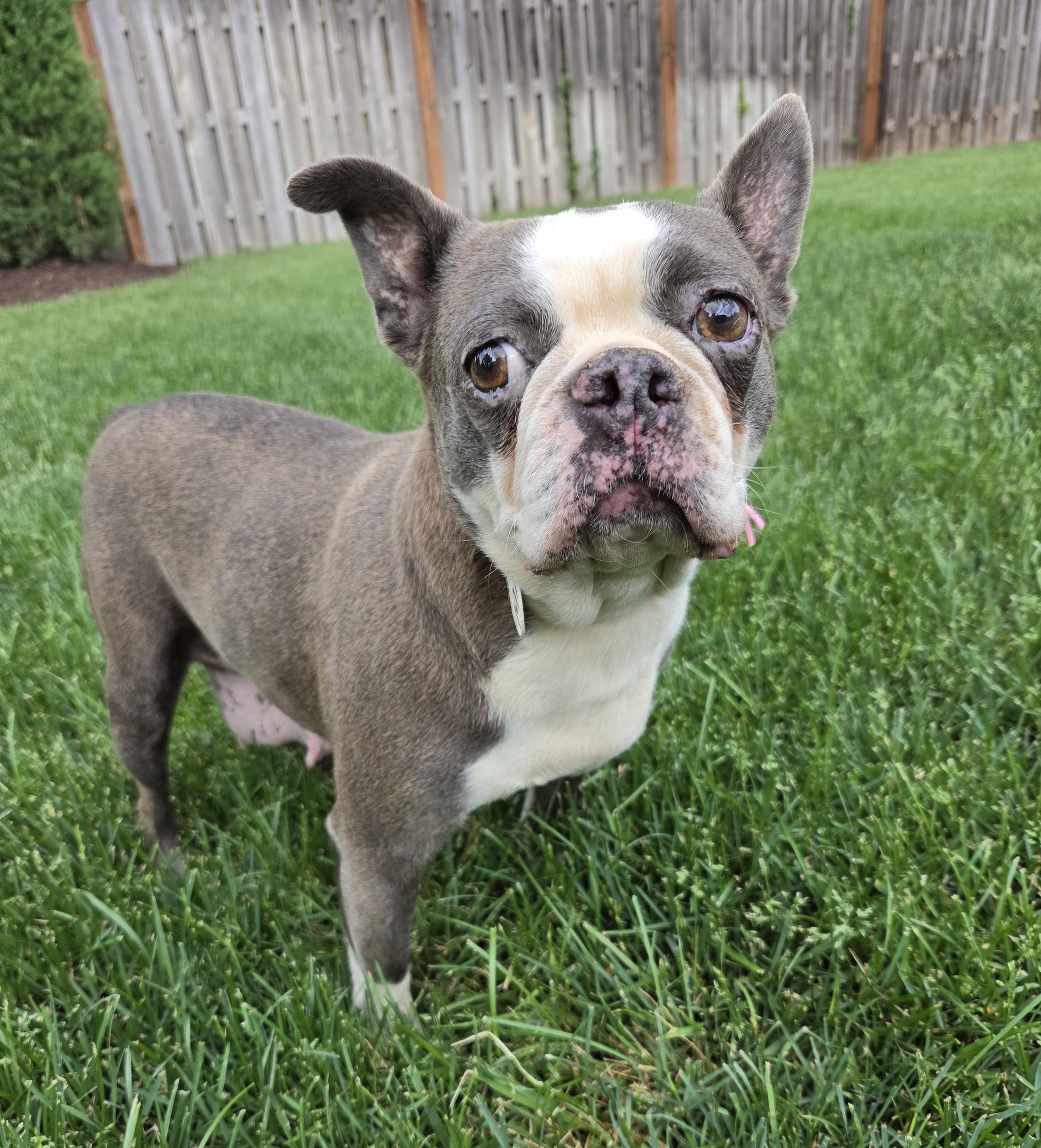 Enlarge Astra in NE, a ADOPTABLE Boston Terrier in Elkhorn, NE image 1/6