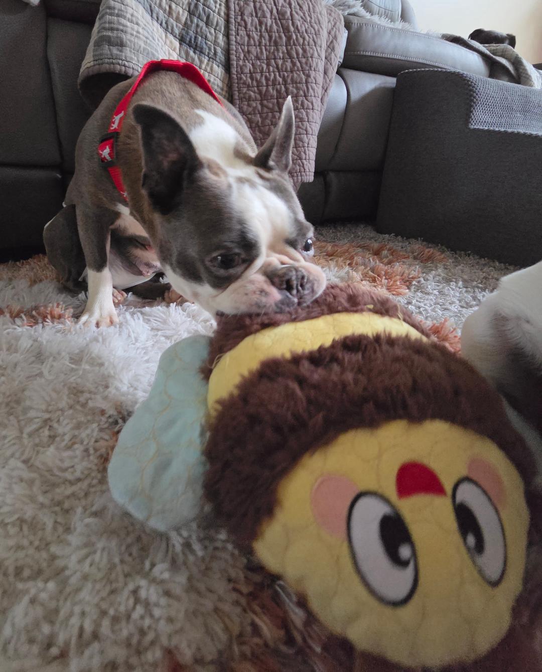 Enlarge Astra in NE, a ADOPTABLE Boston Terrier in Elkhorn, NE image 6/6