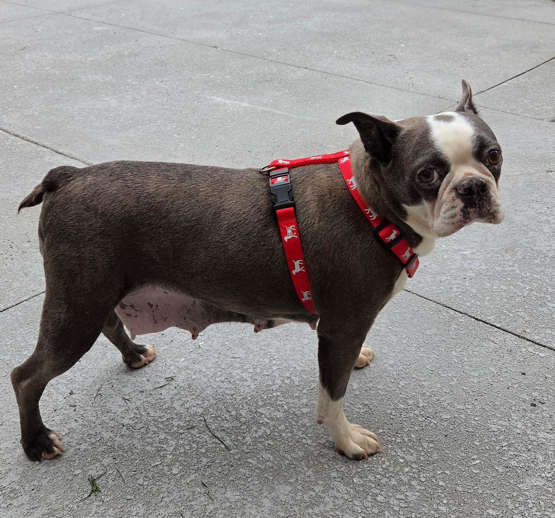 Enlarge Astra in NE, a ADOPTABLE Boston Terrier in Elkhorn, NE image 4/6