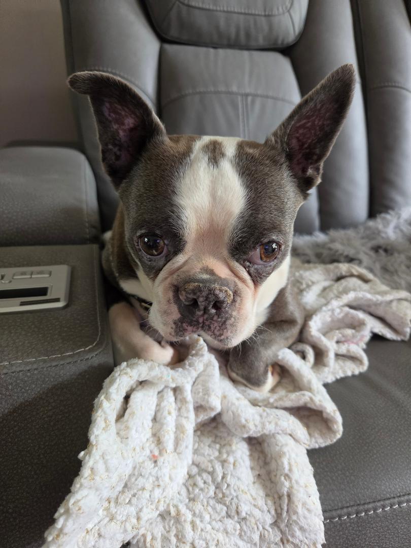 Enlarge Astra in NE, a ADOPTABLE Boston Terrier in Elkhorn, NE image 3/6