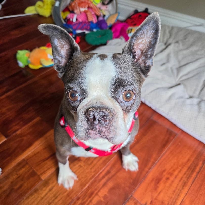 Astra in NE, ADOPTABLE, Adult Female Boston Terrier.