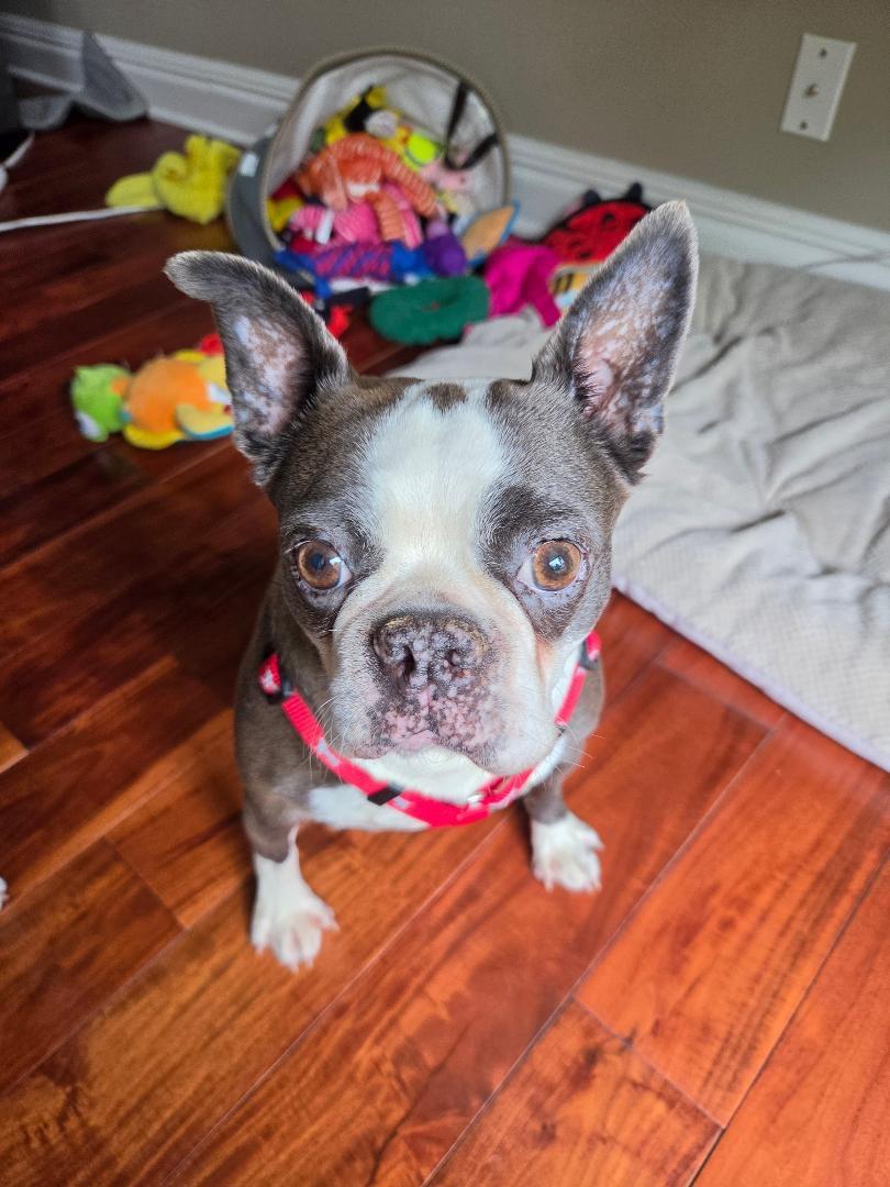 Enlarge Astra in NE, a ADOPTABLE Boston Terrier in Elkhorn, NE image 5/6