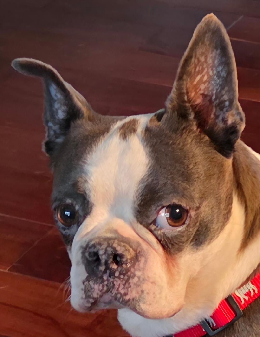 Enlarge Astra in NE, a ADOPTABLE Boston Terrier in Elkhorn, NE image 2/6