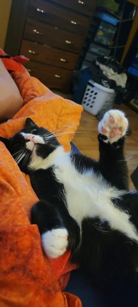 Enlarge Delilah, a Adoptable mixed breed in Salt Lake City, UT image 2/5