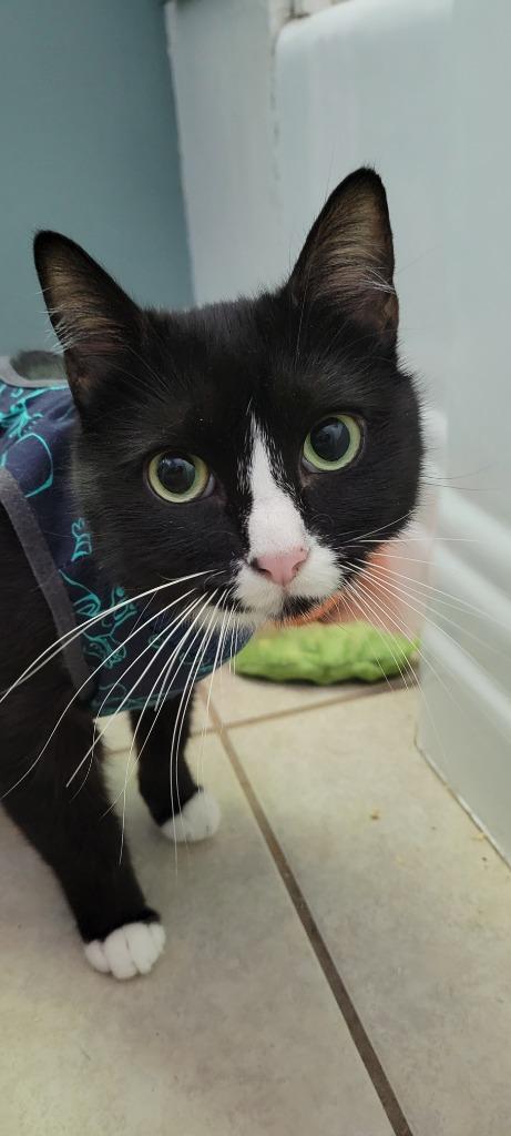 Enlarge Delilah, a Adoptable mixed breed in Salt Lake City, UT image 3/5