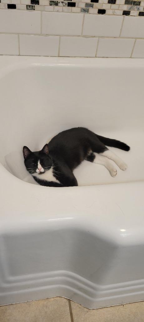 Delilah, a Adoptable mixed breed in Salt Lake City, UT image 5/5