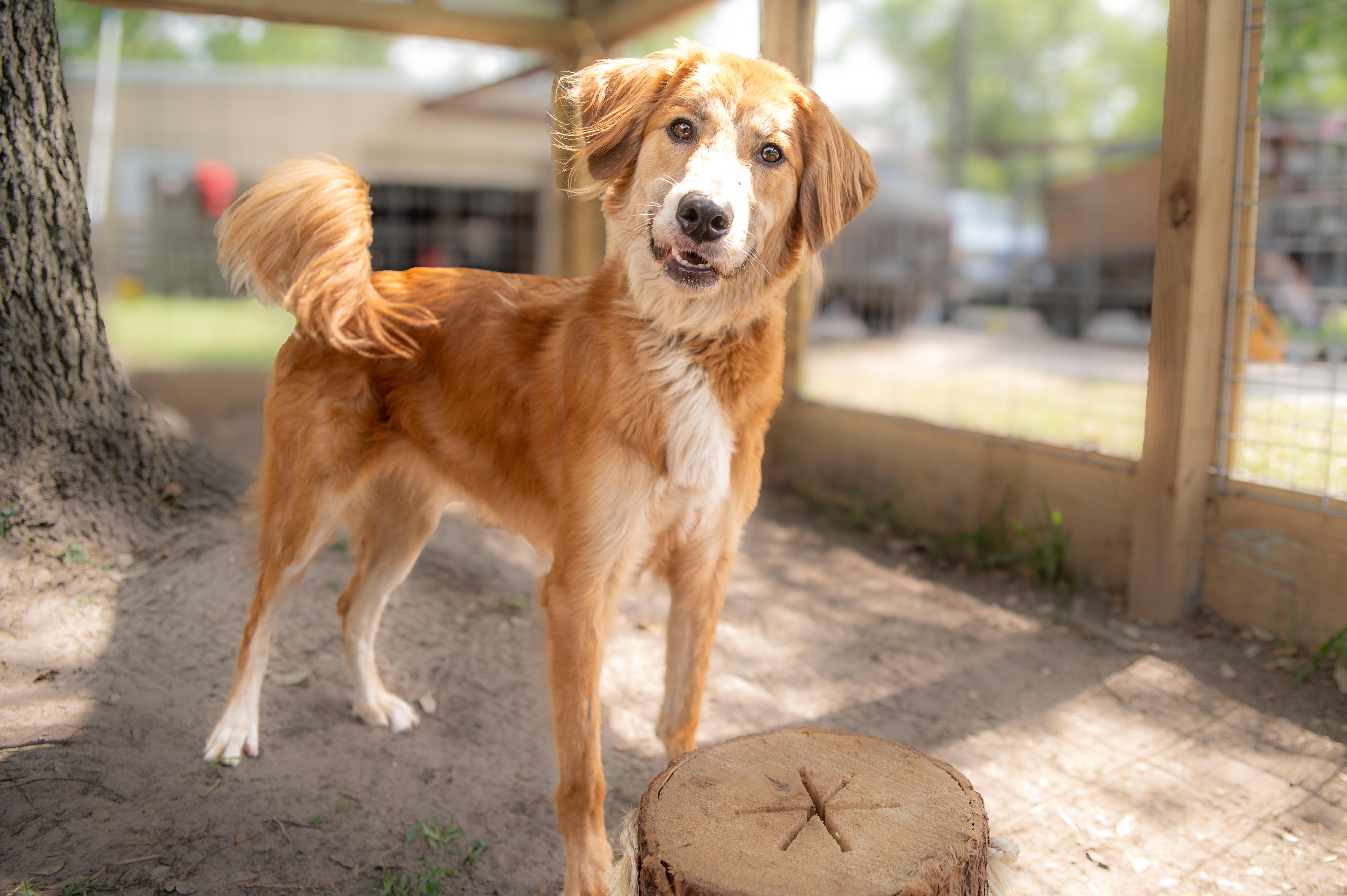 Danny, adopted, Adult Male Golden Retriever.