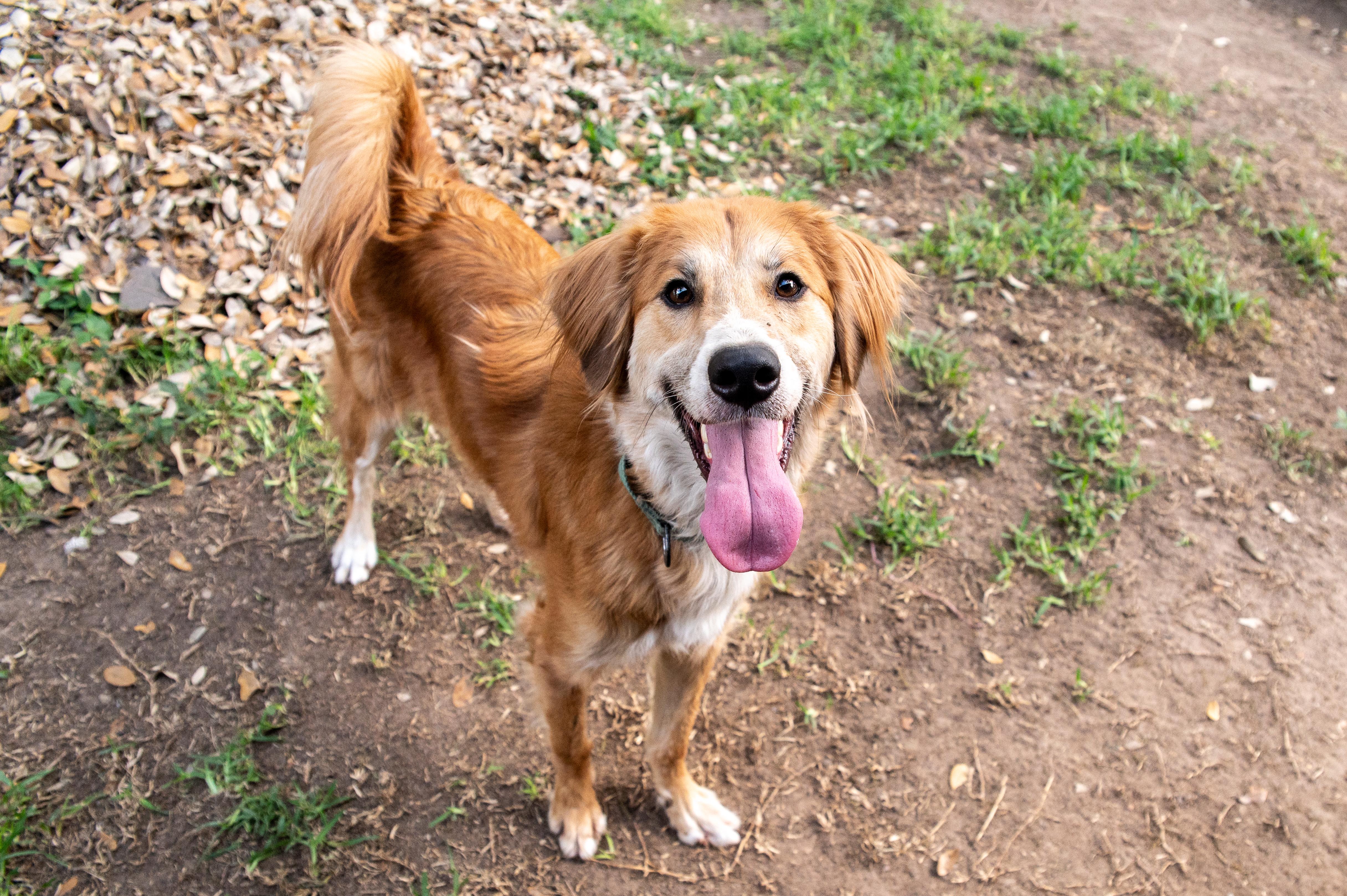 Danny, an adopted mixed breed in Magnolia, TX image 3/5