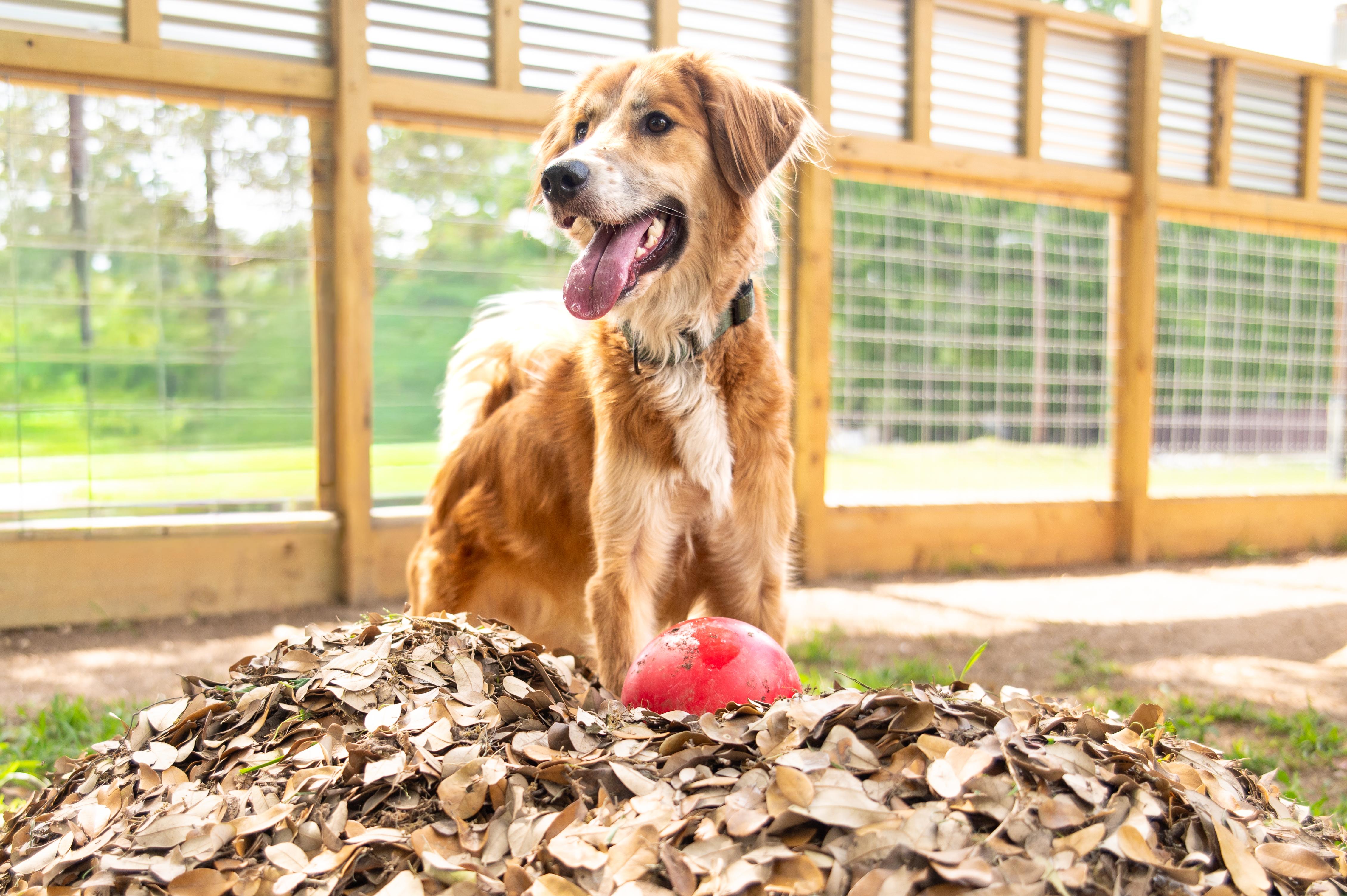 Danny, an adopted mixed breed in Magnolia, TX image 5/5