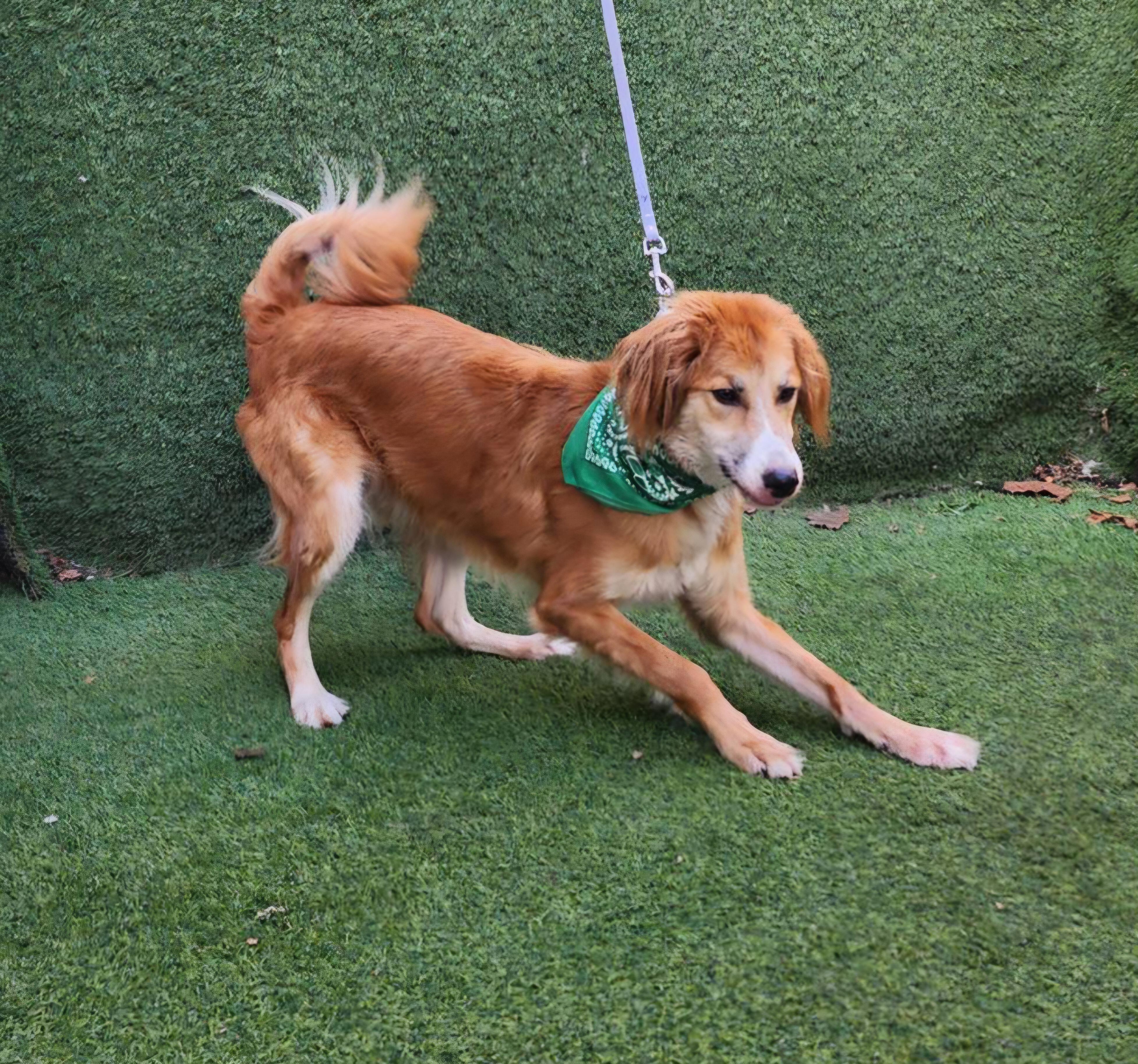 Danny, an adopted mixed breed in Magnolia, TX image 2/5