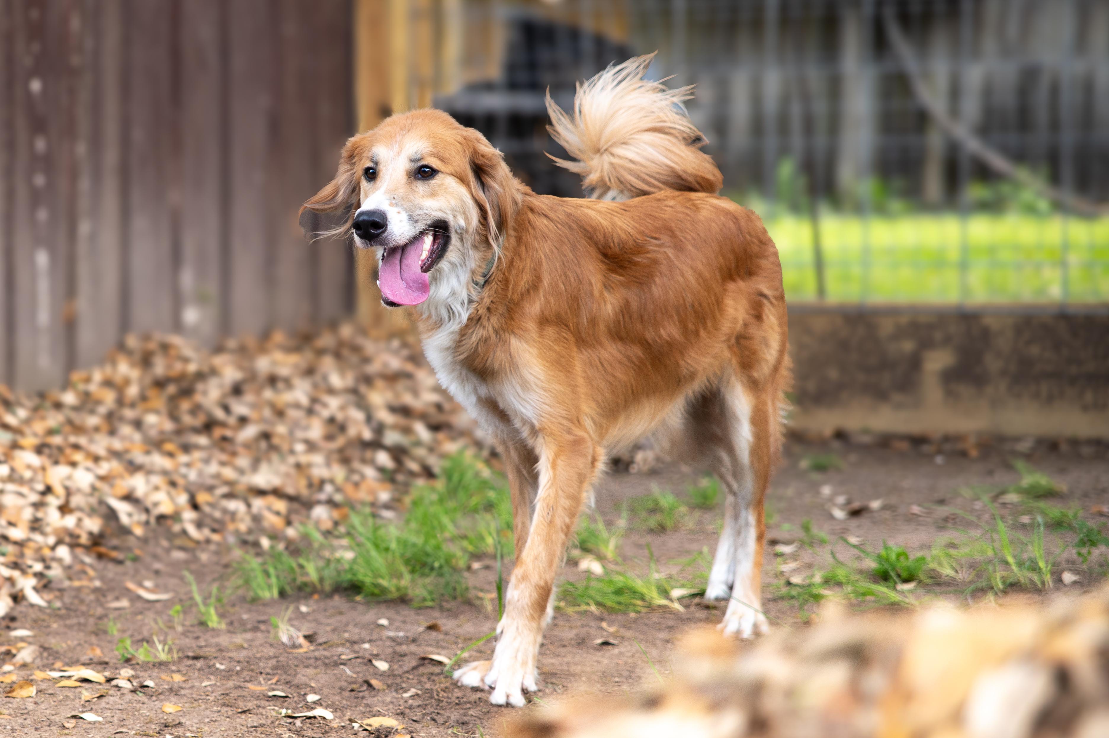 Danny, an adopted mixed breed in Magnolia, TX image 4/5