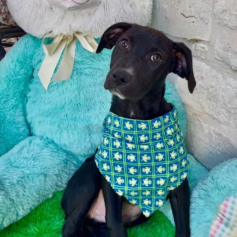 Snape, Baby Male Labrador Retriever