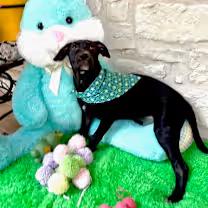 Snape, an adoptable Labrador Retriever in Williston, VT, 05495 | Photo Image 3
