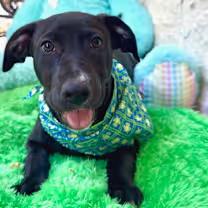 Snape, an adoptable Labrador Retriever in Williston, VT, 05495 | Photo Image 2