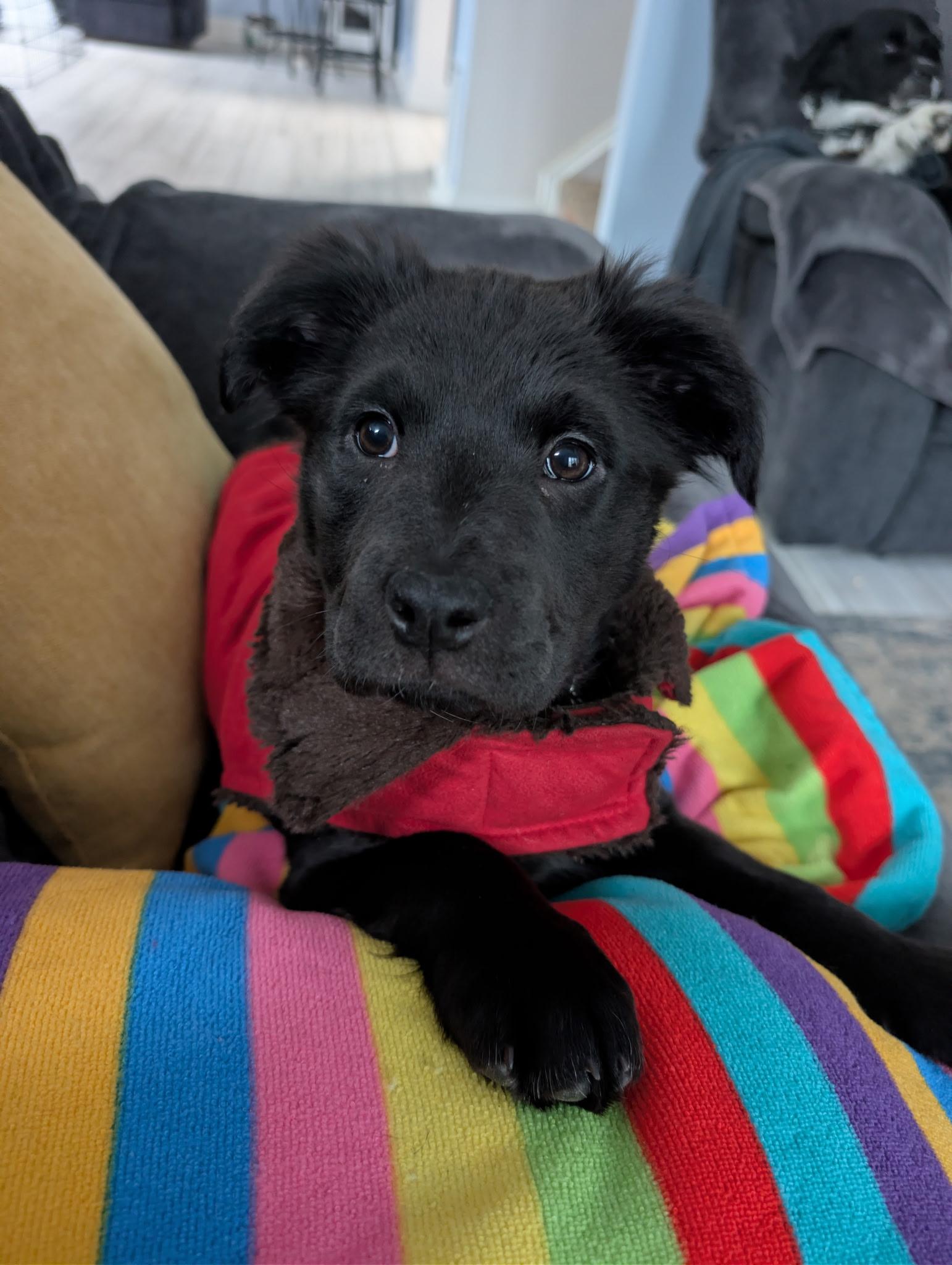 Enlarge Mocha (watch my video), an adopted mixed breed in Ellicott City, MD image 2/4