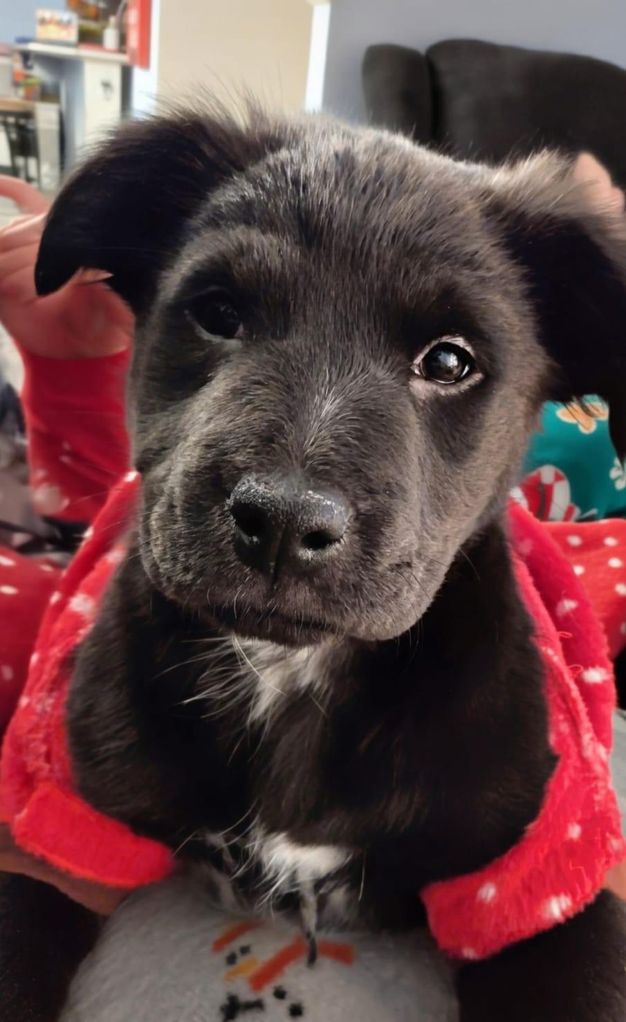 Enlarge Mocha, an adoptable mixed breed in Ellicott City, MD image 2/3