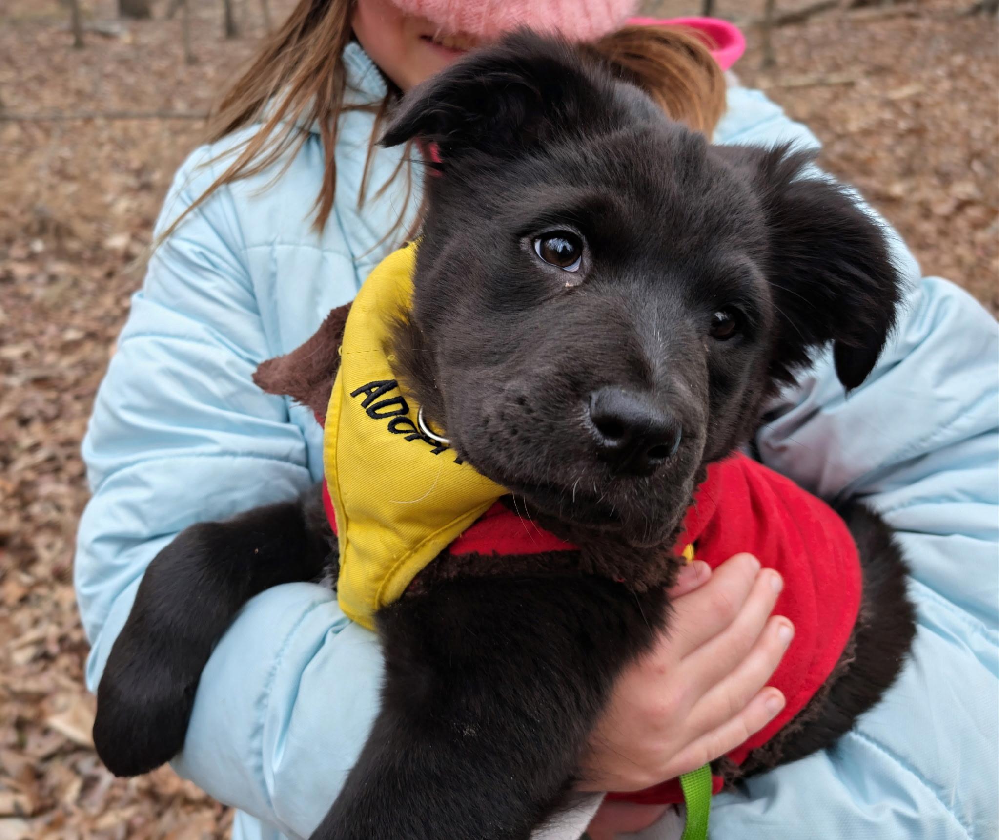 Mocha (watch my video), adoptable, Puppy Female Labrador Retriever & Mixed Breed.