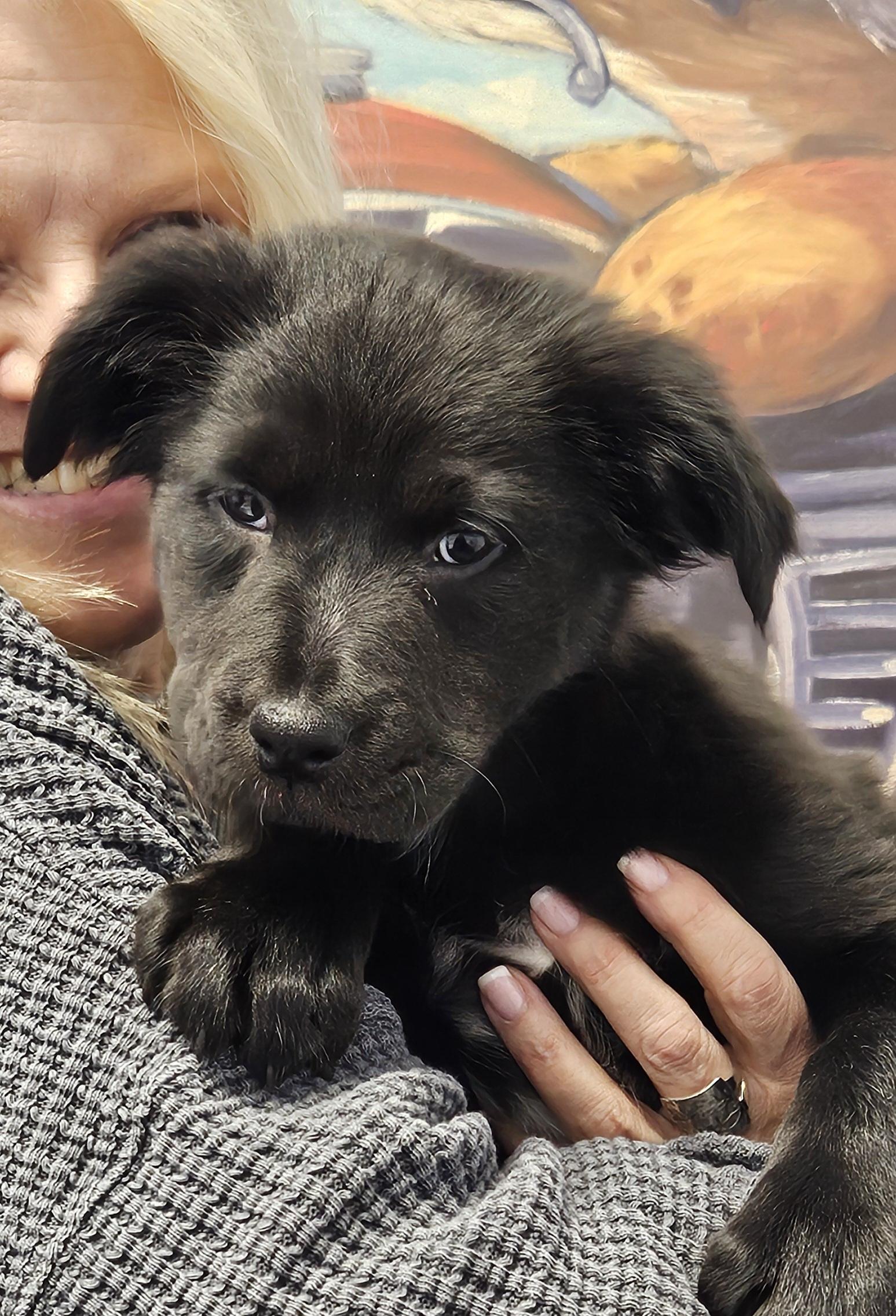 Enlarge Mocha, an adoptable mixed breed in Ellicott City, MD image 1/3