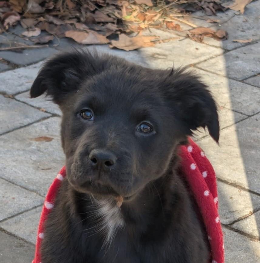 Enlarge Mocha, an adoptable mixed breed in Ellicott City, MD image 3/3
