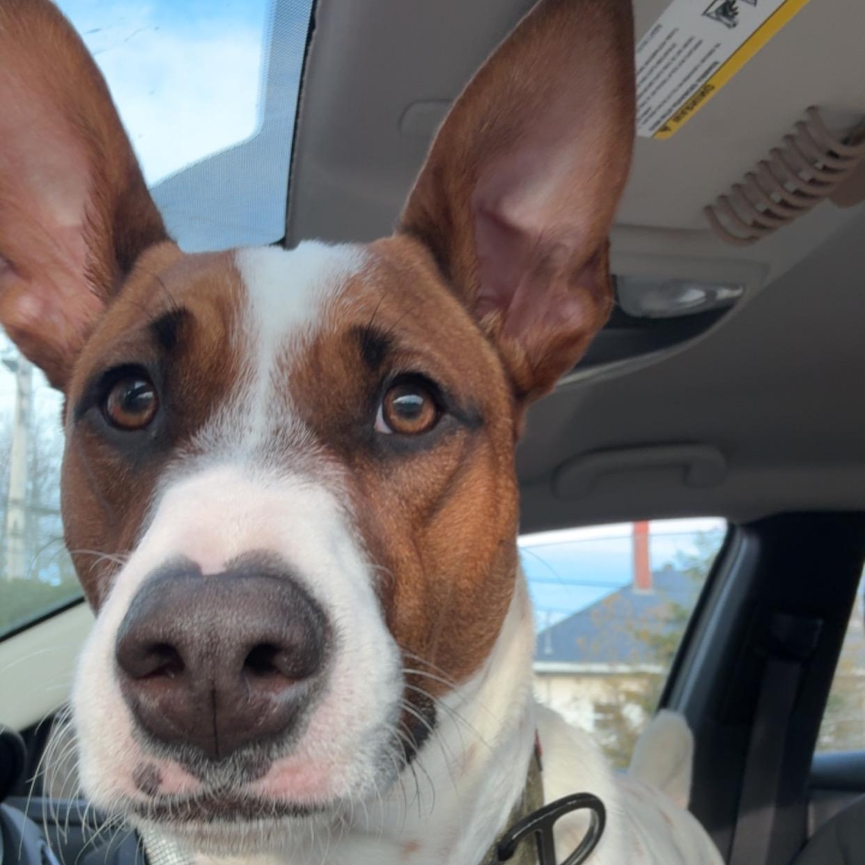 Jimmy, an adopted Mixed Breed in Head of Saint Margarets Bay, NS image 1/2