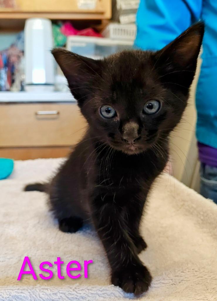 Aster, Adoptable, Kitten Female Domestic Short Hair.