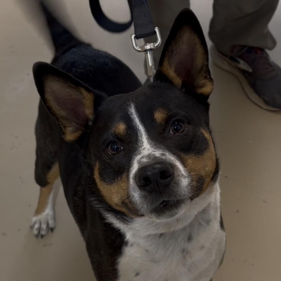 Todd Veselinovic, Adoptable, Adult Male Terrier.