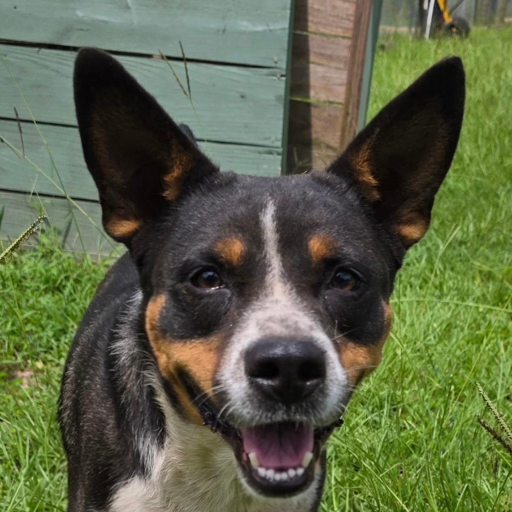 Enlarge Todd, a Adoptable Terrier in Albany, NY image 2/3