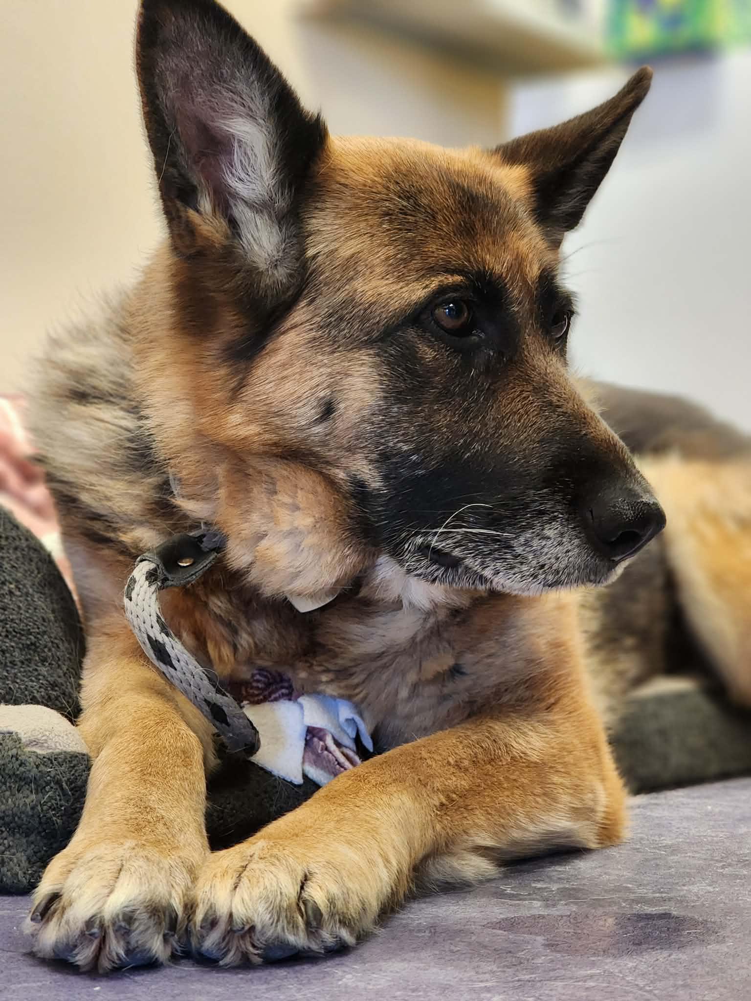 Kayla! , an adoptable German Shepherd Dog in Port Huron, MI image 4/5