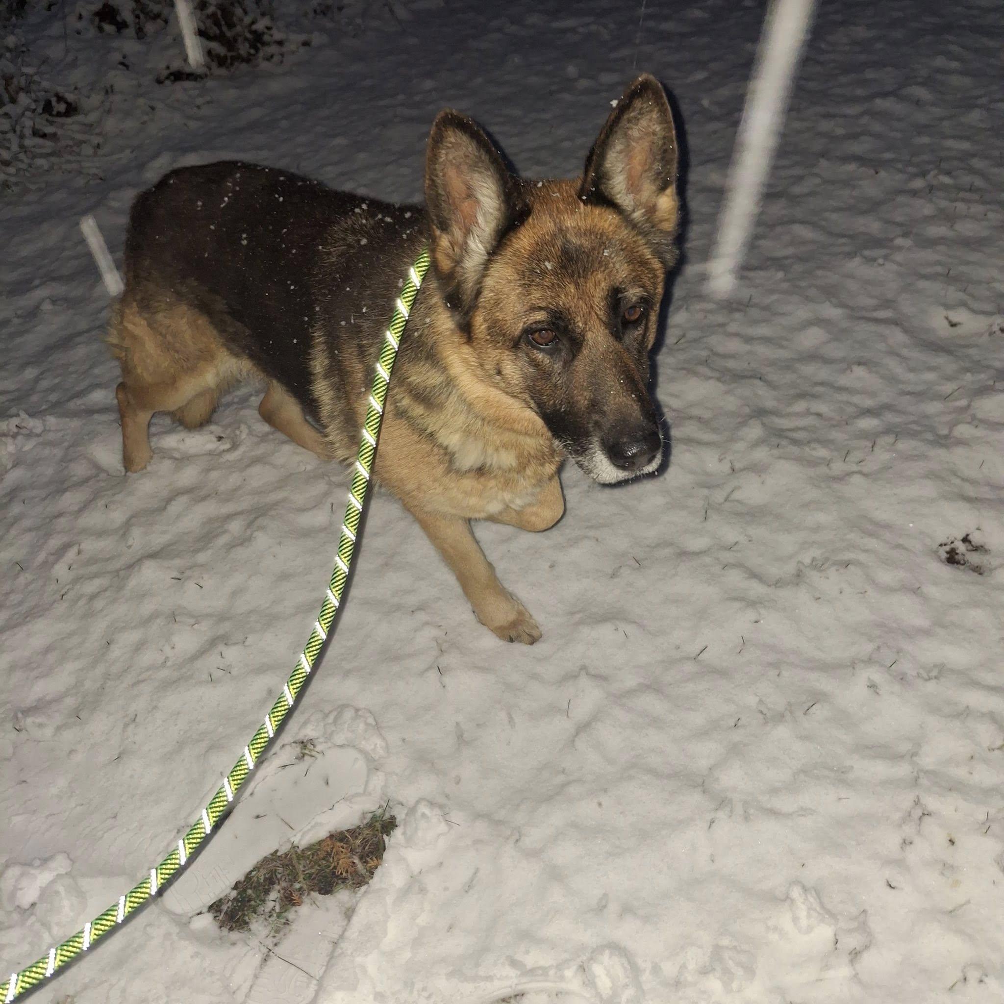 Kayla! , an adoptable German Shepherd Dog in Port Huron, MI image 2/5