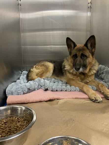 Kayla! , an adoptable German Shepherd Dog in Port Huron, MI image 3/5