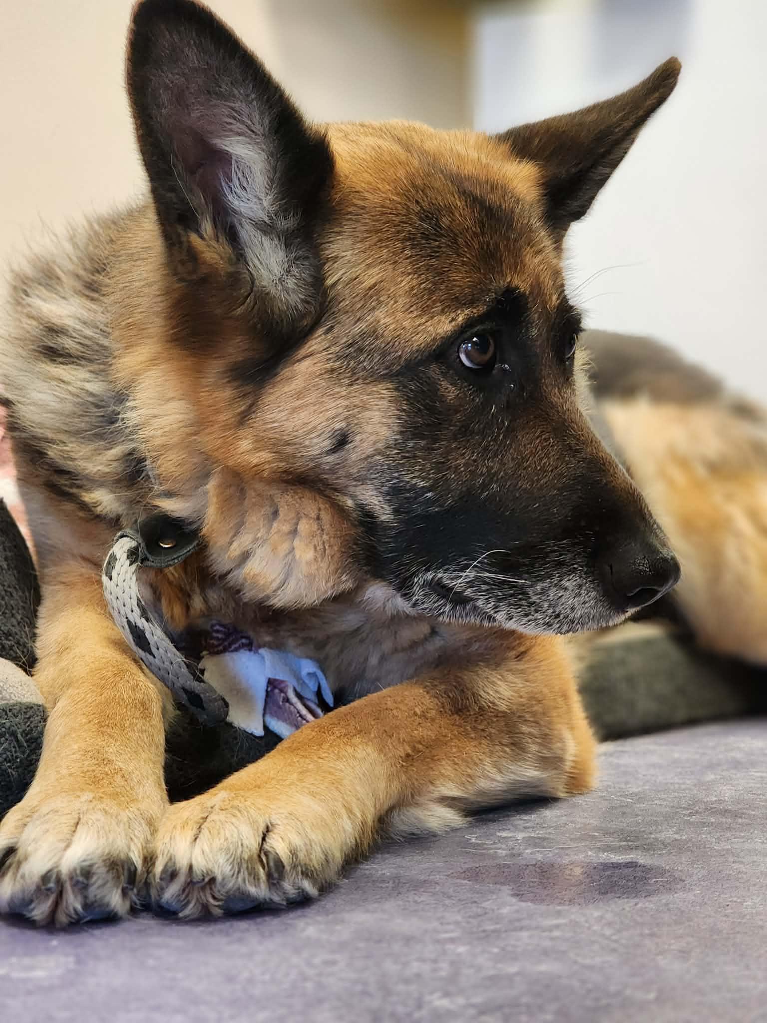 Kayla! , an adoptable German Shepherd Dog in Port Huron, MI image 5/5