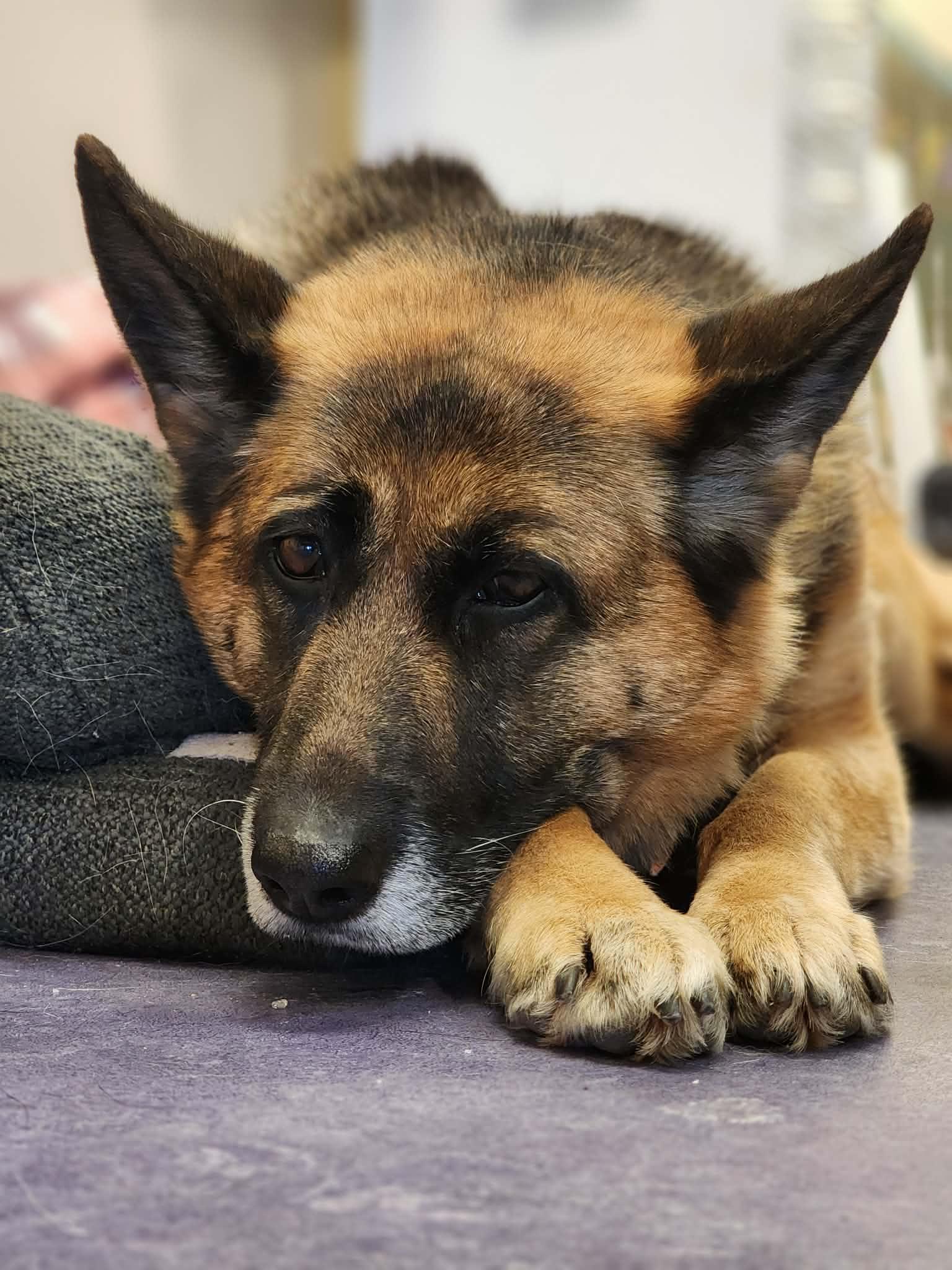 Kayla! , adoptable, Adult Female German Shepherd Dog.