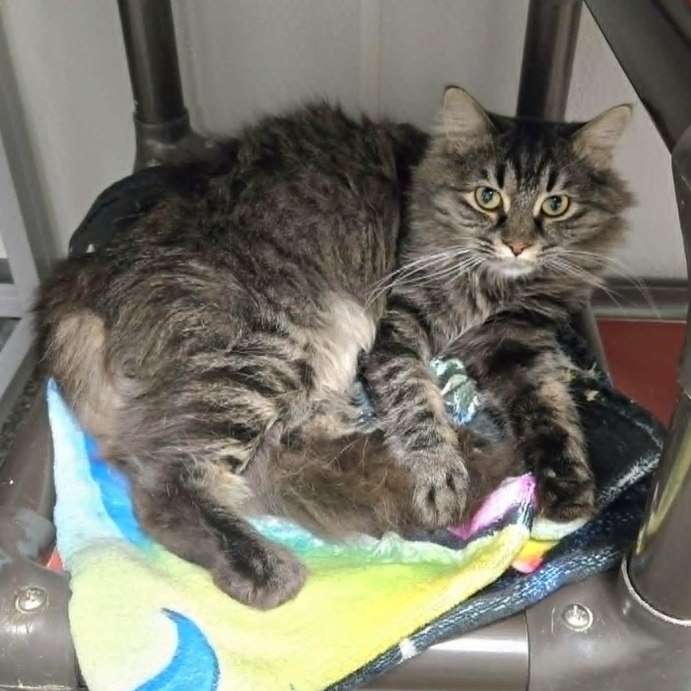 Enlarge Cecil, a ADOPTABLE Domestic Medium Hair in Watertown, WI image 3/3