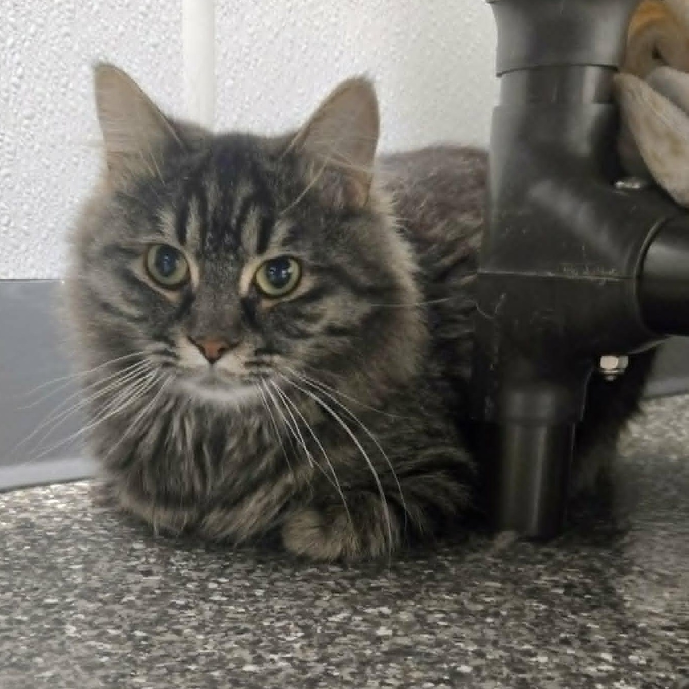 Enlarge Cecil, a ADOPTABLE Domestic Medium Hair in Watertown, WI image 2/3