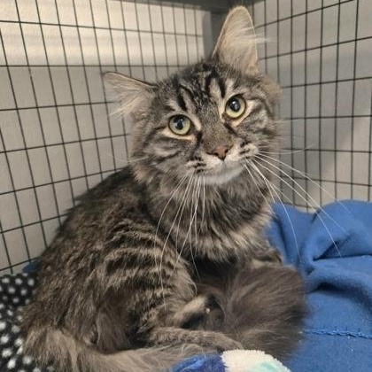 Cecil, ADOPTABLE, Young Male Domestic Medium Hair.