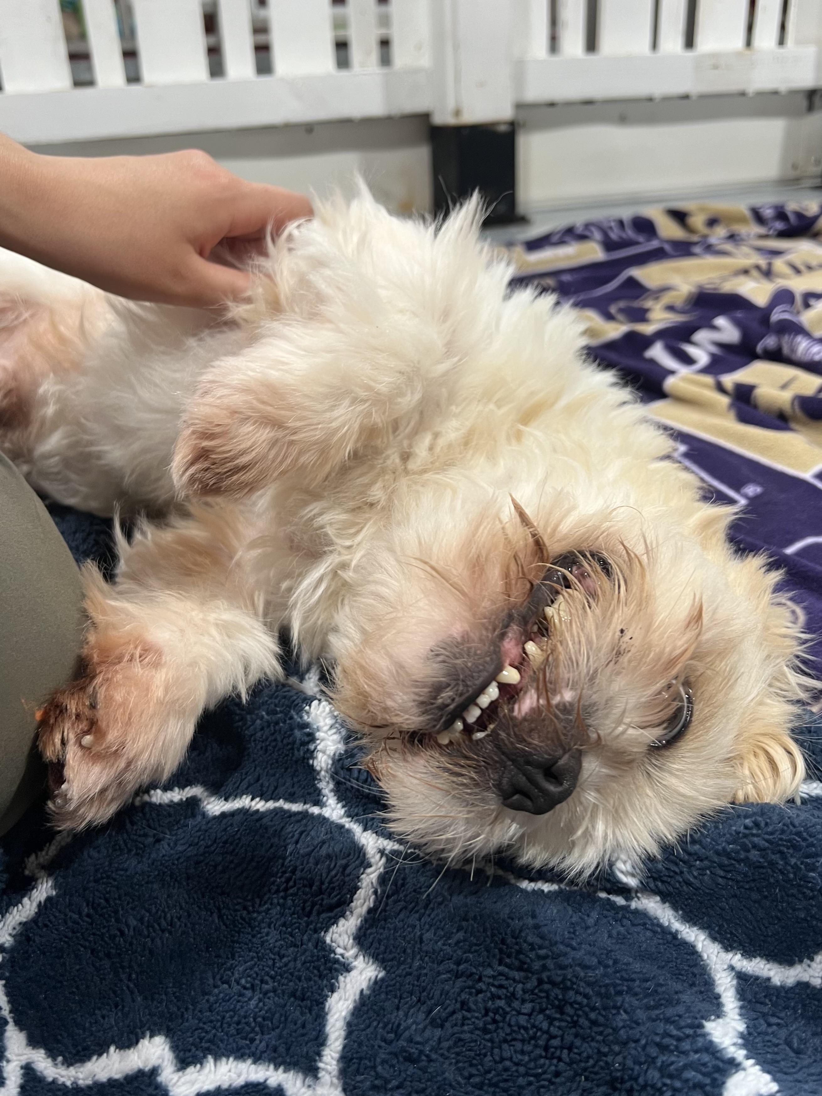 Enlarge Prince, a ADOPTABLE mixed breed in Seattle, WA image 2/5