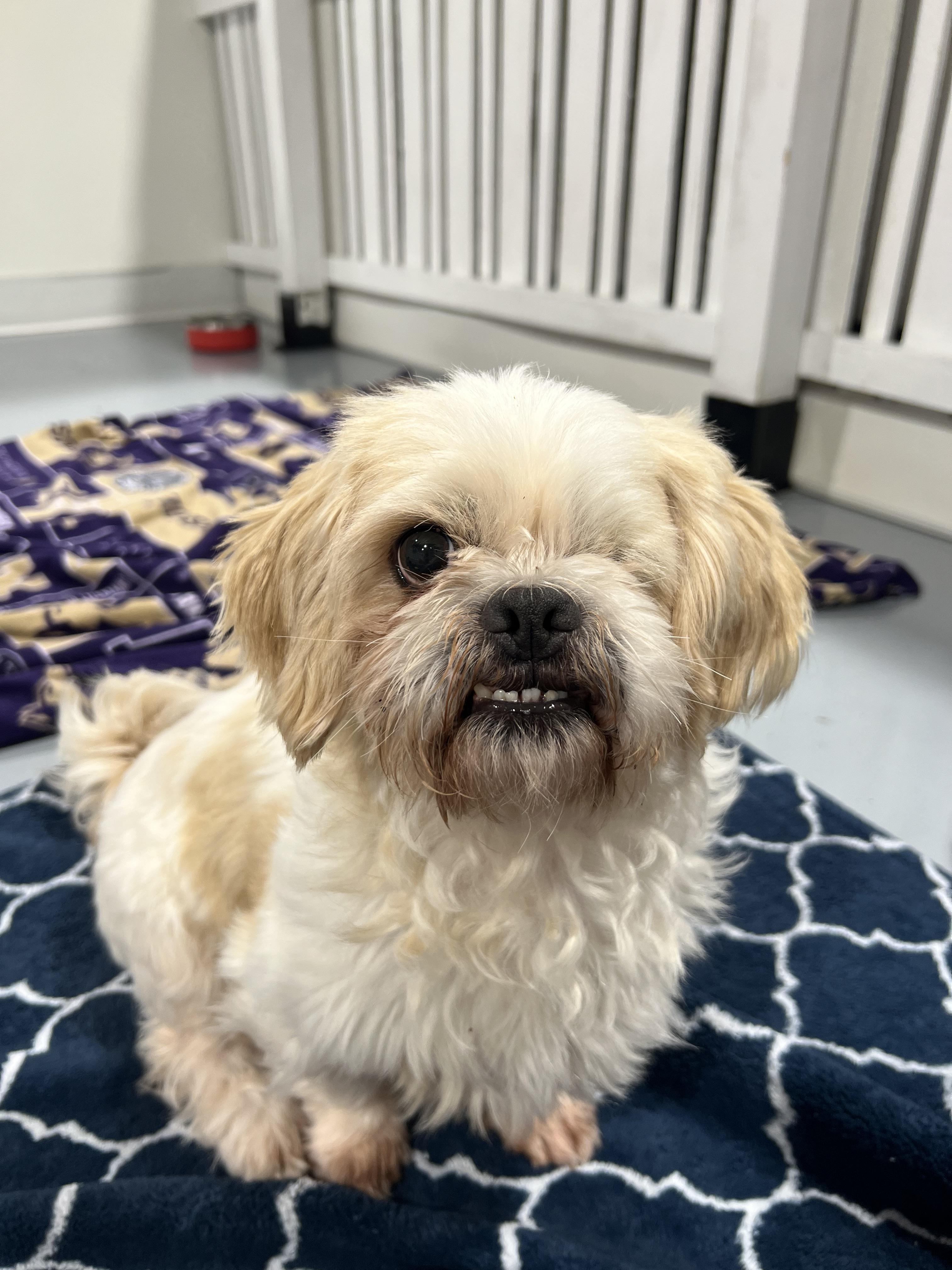 Enlarge Prince, a ADOPTABLE mixed breed in Seattle, WA image 4/5