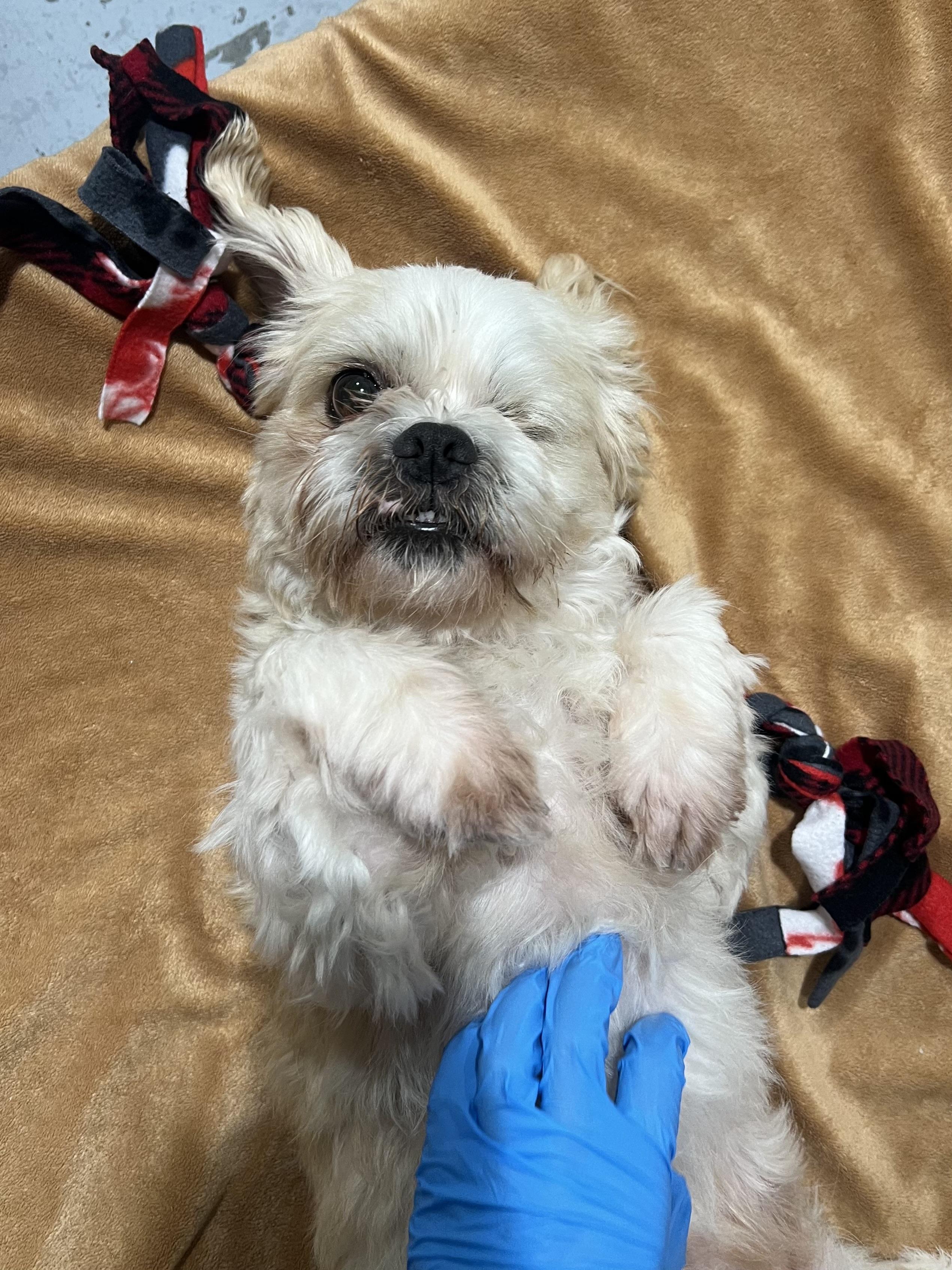 Enlarge Prince, a ADOPTABLE mixed breed in Seattle, WA image 5/5