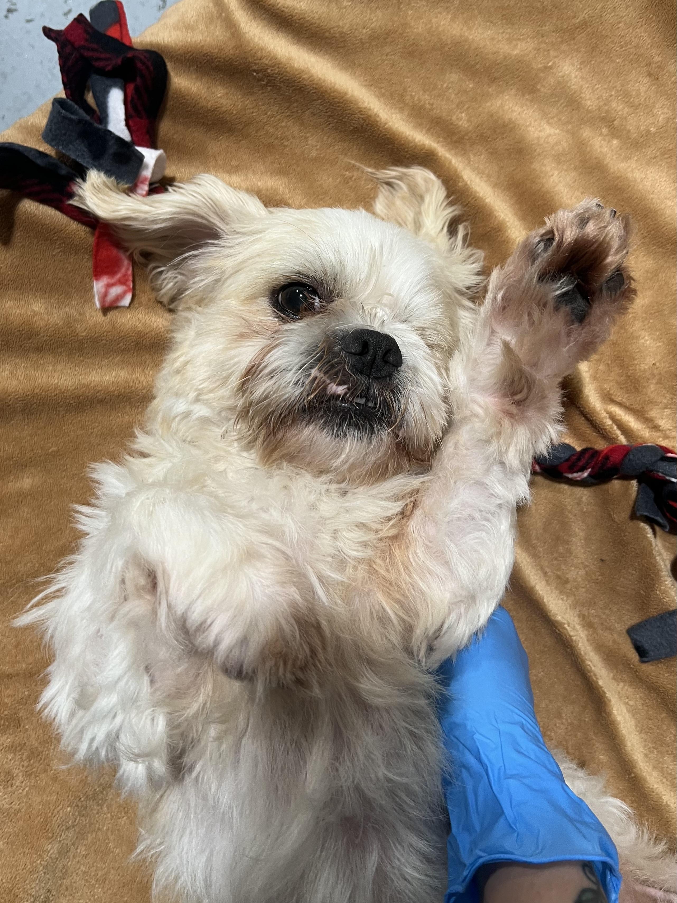 Prince, ADOPTABLE, Adult Male Lhasa Apso.