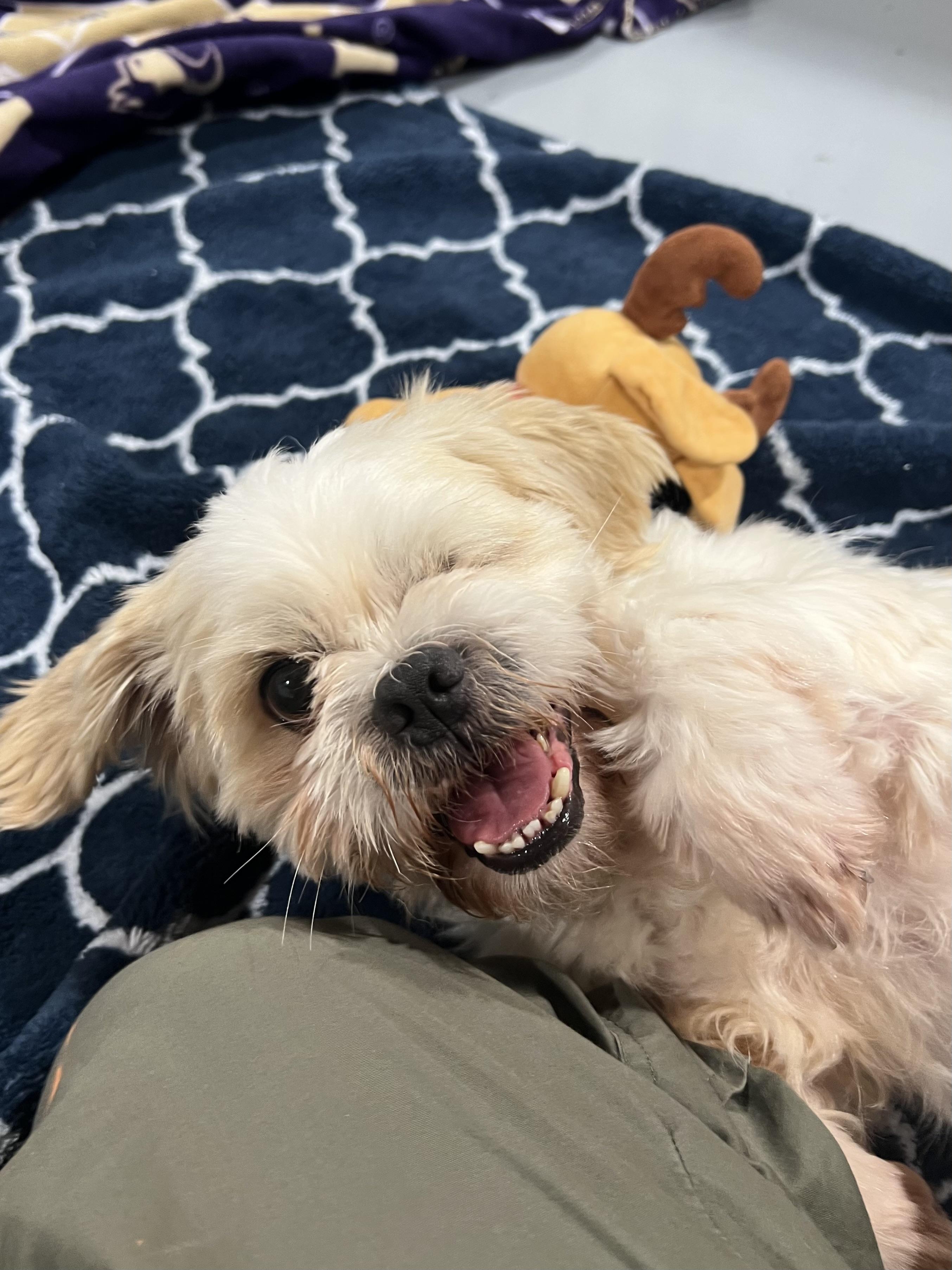 Enlarge Prince, a ADOPTABLE mixed breed in Seattle, WA image 3/5