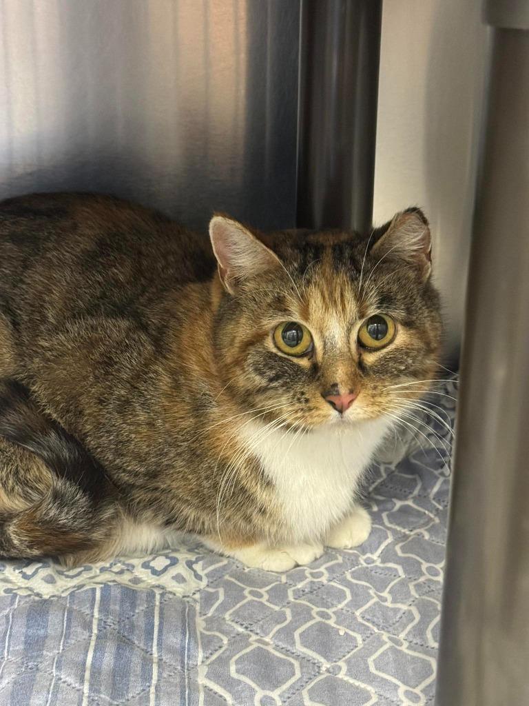 Enlarge Toni, a Adopted mixed breed in Boone, IA image 1/1