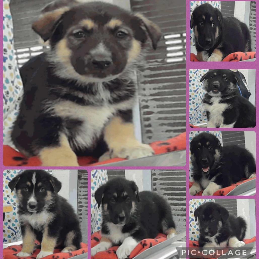 Stranger Things Lucy, Adoptable, Puppy Female German Shepherd Dog.