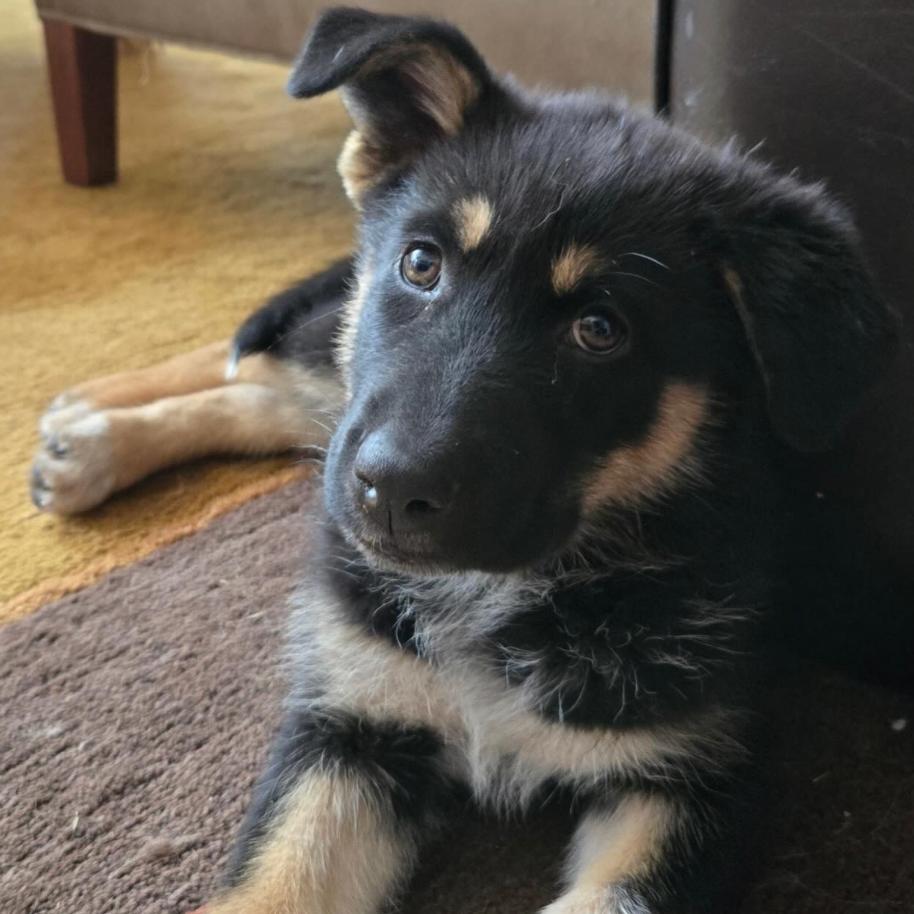 Enlarge Stranger Things Lucy, a Adoptable German Shepherd Dog in Lakewood, CO image 2/2