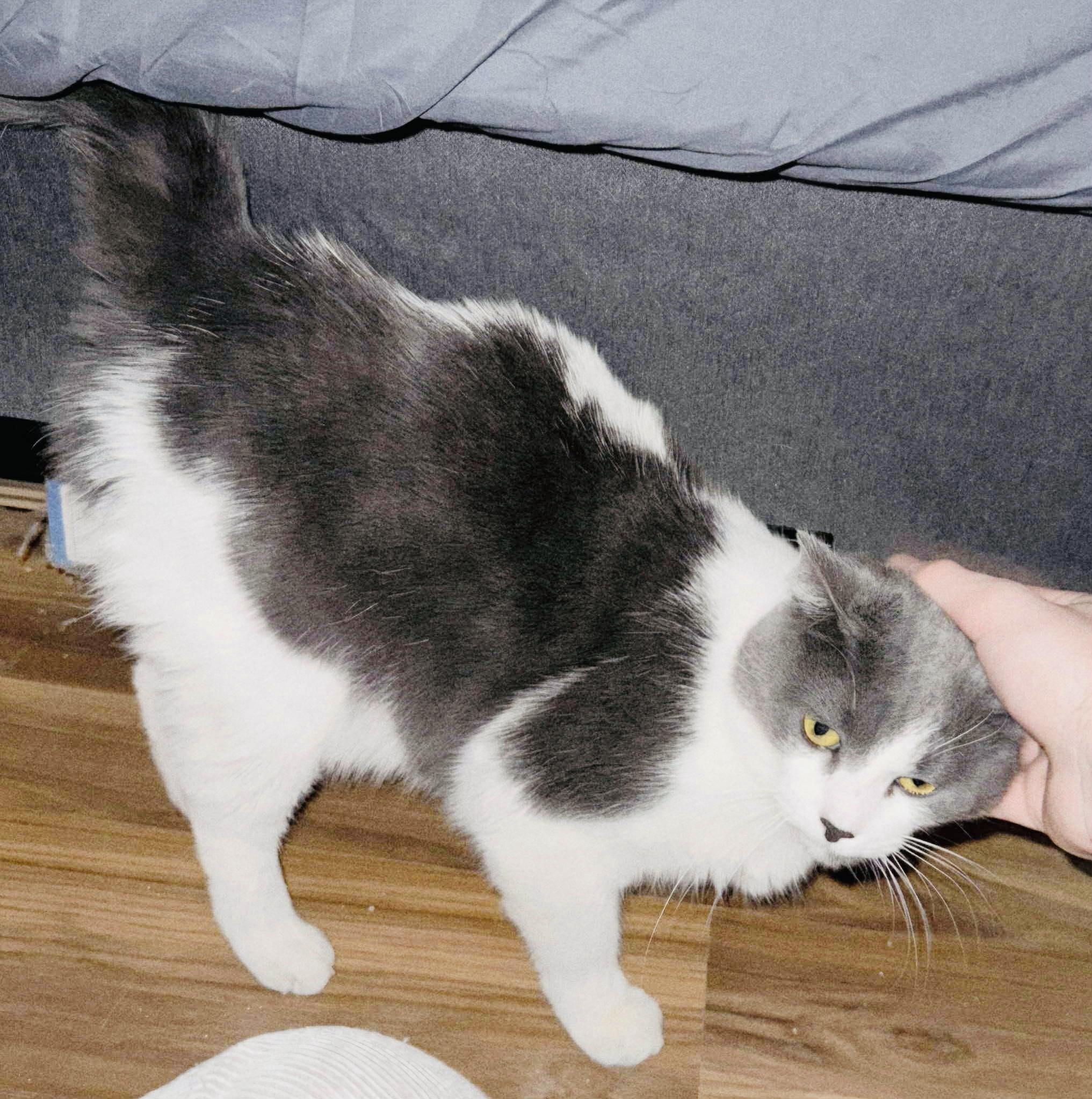 Enlarge Tender sweet Brandi, a Adoptable Domestic Medium Hair in West Hartford , CT image 2/6