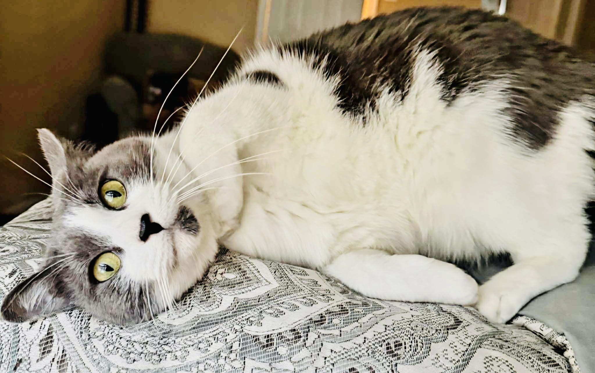 Enlarge Tender sweet Brandi, a Adoptable Domestic Medium Hair in West Hartford , CT image 3/6