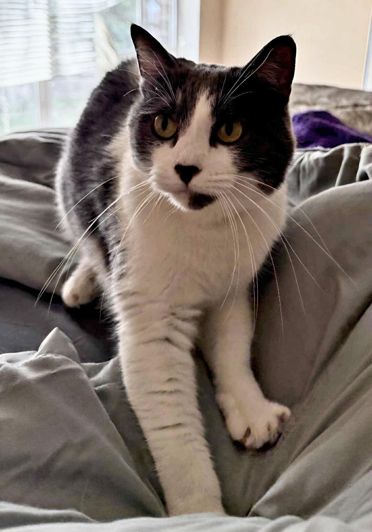 Enlarge Tender sweet Brandi, a Adoptable Domestic Medium Hair in West Hartford , CT image 4/6