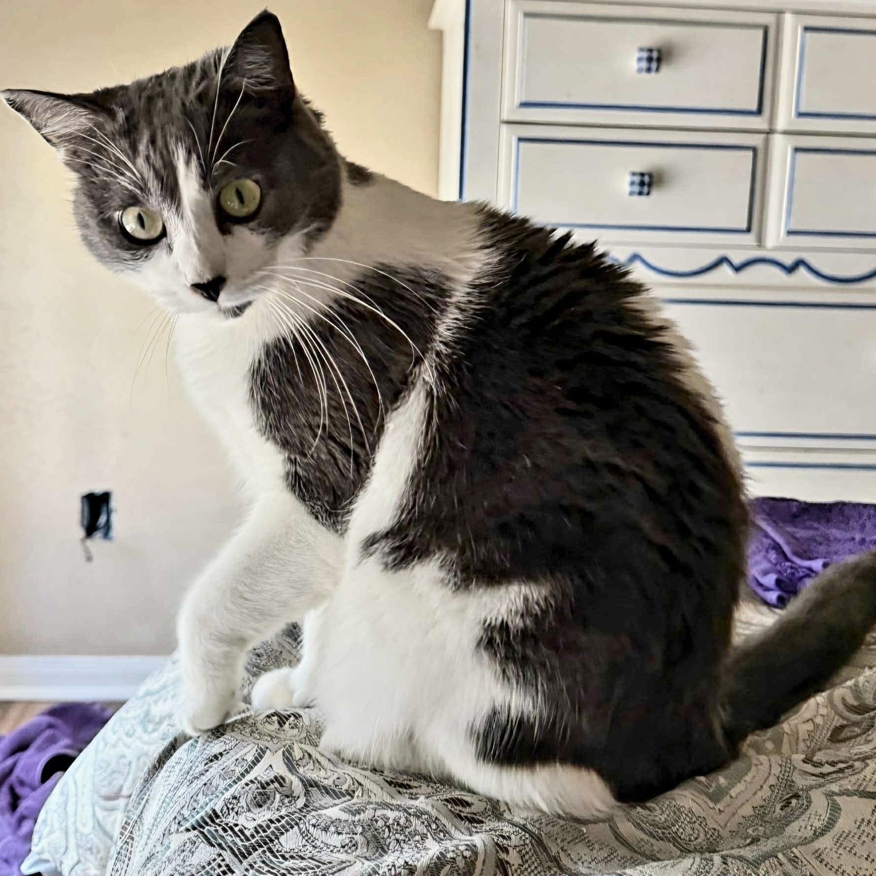 Enlarge Tender sweet Brandi, a Adoptable Domestic Medium Hair in West Hartford , CT image 5/6